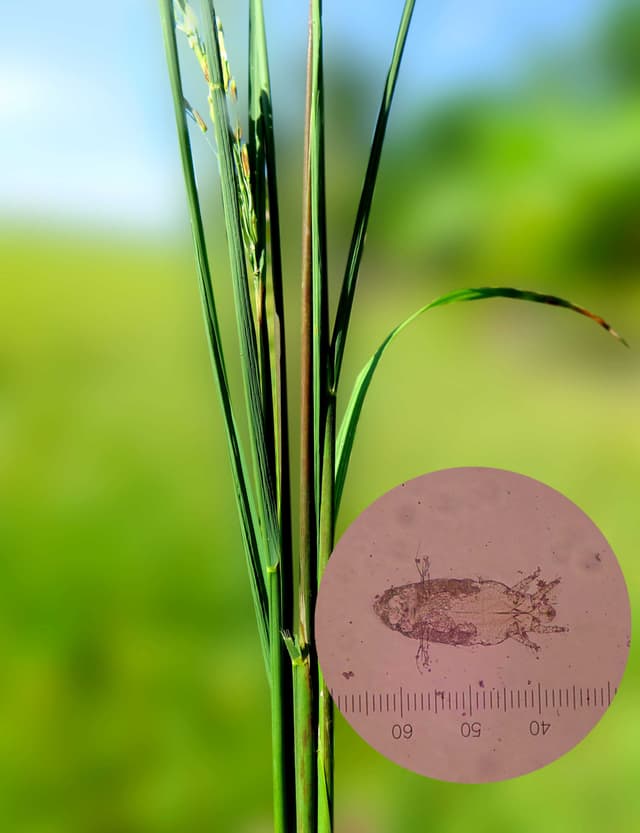 Nhện Đỏ Và Nhện Gié Có Phải Là...Nhện Không? Hoạt Chất Trị Nhện Đỏ Cũng Trị Nhện Gié Hiệu Quả?