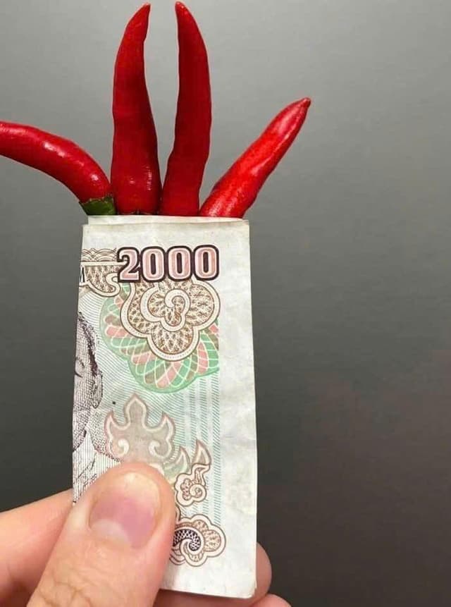 Ớt Đang Neo Giá Cao, Nông Dân Trồng Ớt Rất Phấn Khởi, Đừng Để Thán Thư, Bọ Trĩ, Nhện Đỏ Làm Cây Ớt Mất Năng Suất, Làm Mất Tiền Của Bạn