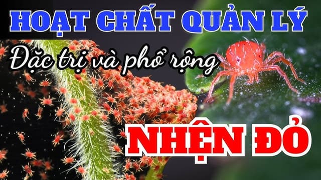 Tổng Hợp Các Hoạt Chất Đơn, Phối Trị Nhện Đỏ Mùa Cuối Năm Trên Cây Trồng Ba Miền
