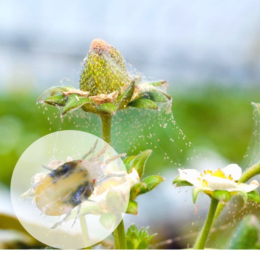 Nhện Đỏ - Mối Nguy Hại Đối Với Dâu Tây Đà Lạt Và Mộc Châu