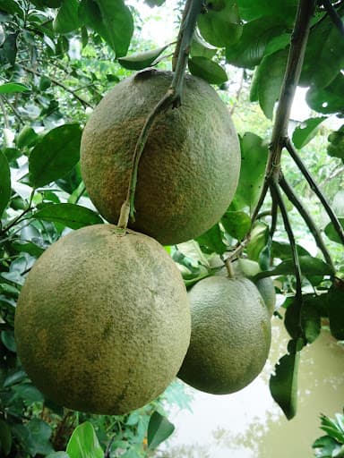 Nhện Vàng Gây Hại Cây Có Múi - Triệu Chứng, Tác Hại và Giải Pháp Phòng Trừ