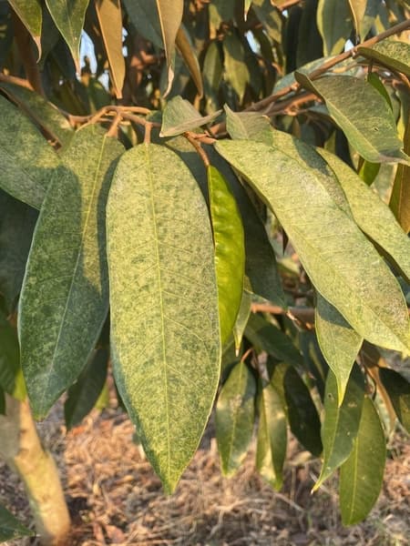 Làm Sao Biết Nhện Đỏ Trên Sầu Riêng Có Kháng Fenbutatin oxide (Nilmite 550SC)??