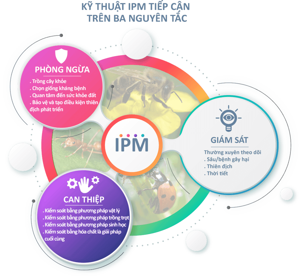 Xưa Đi Học Thấy Quá Trời Phương Pháp Quản Lý Bệnh Trên Cây Trồng, Đến Lúc Đi Làm Toàn Dùng Thuốc Hóa Học, Haizz