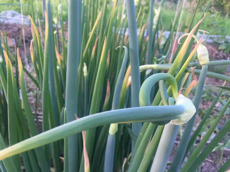 Thuốc Mới Teppan 50SL Và Con Sâu Khó Trị Chuyên Chui Vào Trong Ống Hành