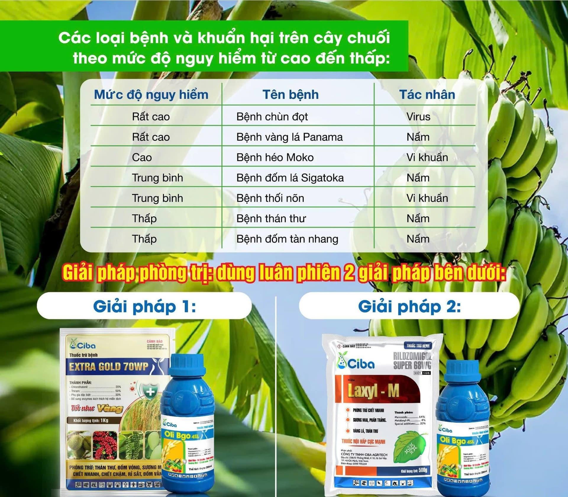 Giải Pháp Trị Bá Bệnh Trên Chuối Xuất Khẩu Của Nhà Ciba Agritech - Có Gì Hot?